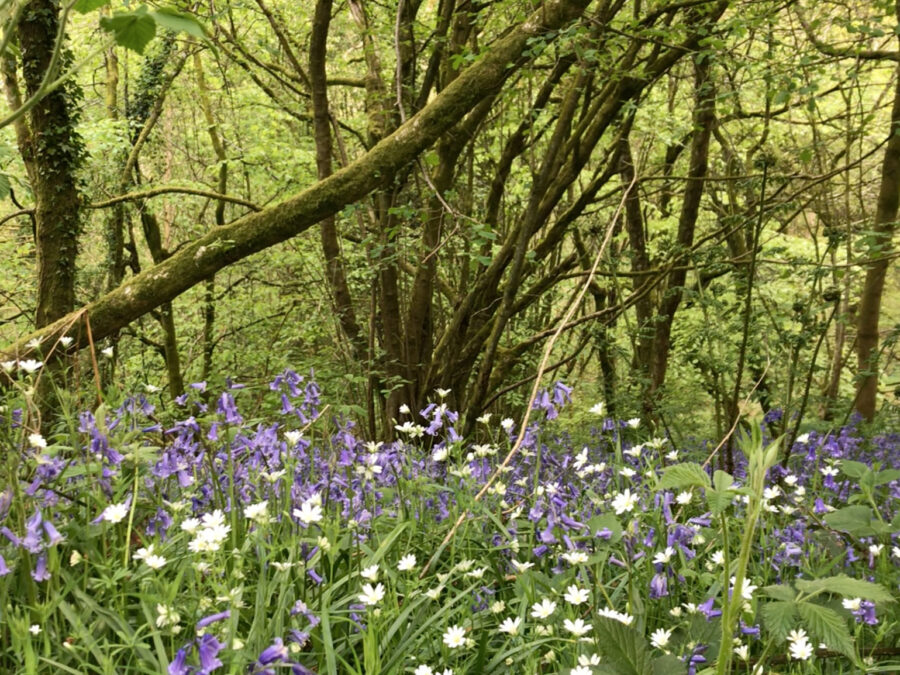 Failand Woods, Bristol