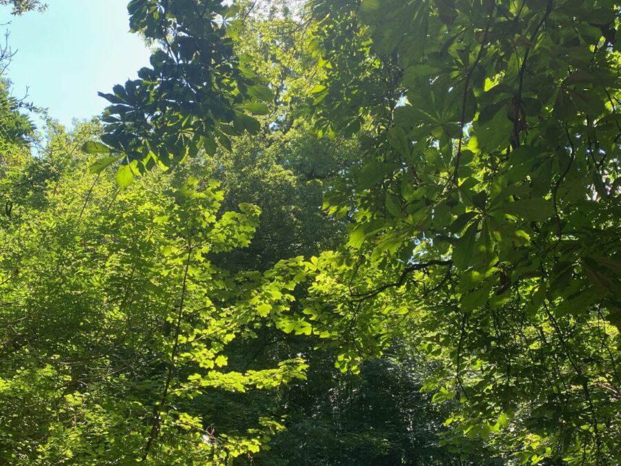 Leigh Woods, Bristol