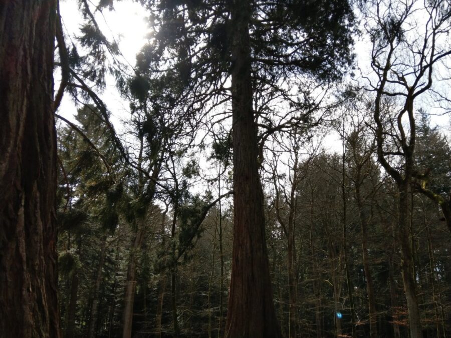 New Forest Tall Trees, Hampshire