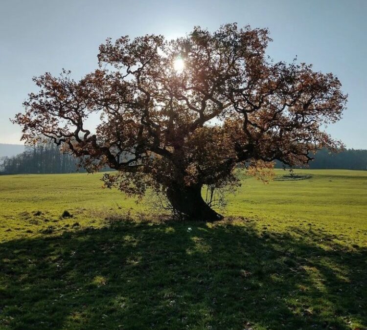 Oak Tree at Ashton Court, Bristol