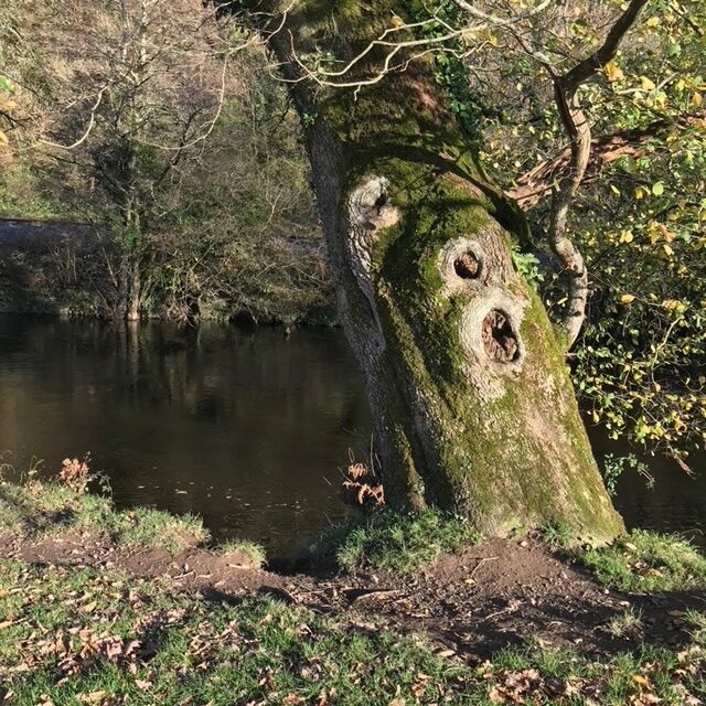 The River Dart, Dartington, Devon