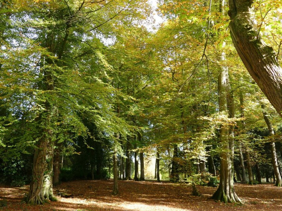 West Dean Arboretum, West Sussex