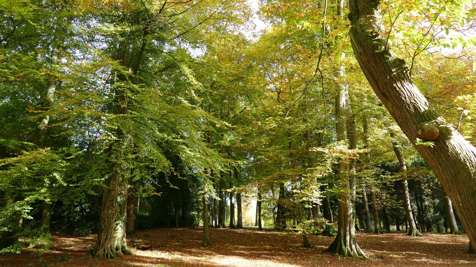 West Dean Arboretum, West Sussex